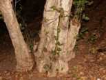 thumb185.jpg